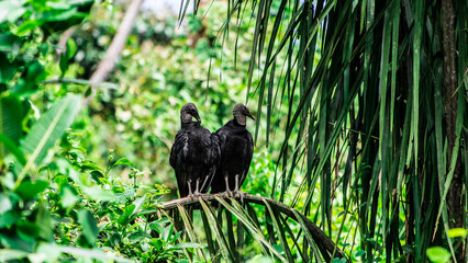 Pareja gallotes