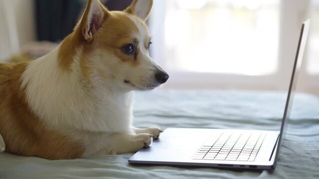 Funny dog ​​lies on the bed looking at laptop computer screen having fun. A Corgi pet lies on the couch. Little puppy with a gadget. concept online shopping