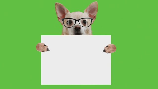 Cute smart puppy dog with glasses is holding a paper banner with copy space for text on green screen background. Transparent chroma key footage with alpha channel