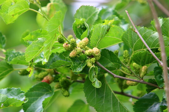 Ripe mulberry on a background of green leaves.