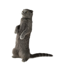 gray scottish fold cat stands on its hind legs without background
