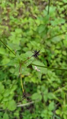 spider on a leaf