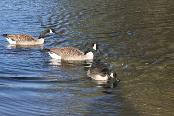 country goose in the water