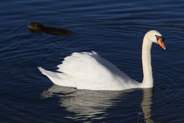 a swan and a nutria