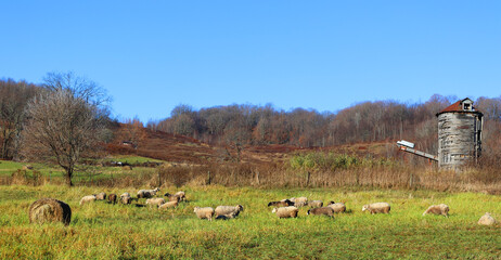 Sheep farm in field on the hill in fall, pattern of animal wildlife in Bromont Quebec Canada