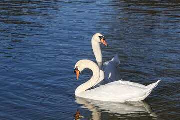 a couple of white swans
