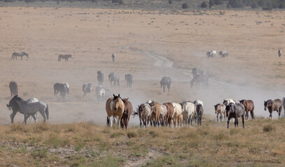 Naklejka na ściany i meble Wild Horses in the Utah Desert in Summer