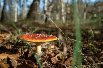 Amanita Muscaria in the sunlight, in the forest. Beautiful poisonous mushroom, in dry leaves. 