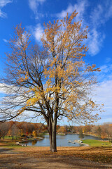 North america fall landscape trees from the bottom eastern townships Granby Quebec province Canada