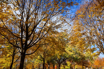 North america fall landscape trees from the bottom eastern townships Granby Quebec province Canada