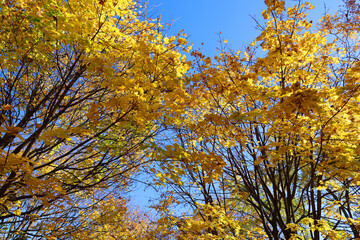 North america fall landscape trees from the bottom eastern townships Granby Quebec province Canada