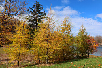 In fall Larix laricina, commonly known as the tamarack, hackmatack, eastern, black, red or American...