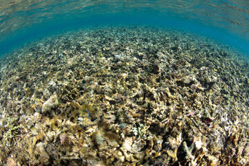 Naklejka na ściany i meble Filamentous algae has begun to grow on an Indonesian coral reef that has recently died due to high water temperatures.. 