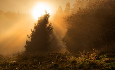 Drzewo ,promienie słońca w mglisty poranek - obrazy, fototapety, plakaty