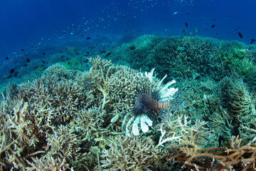 Naklejka na ściany i meble A lionfish, Pterois volitans, cruises over a coral reef in Indonesia searching for small fish to prey on. Lionfish are voracious predators.