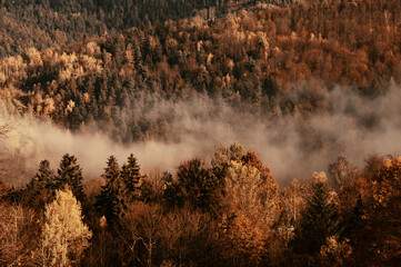 Drzewa we mgle, jesienny widok - obrazy, fototapety, plakaty