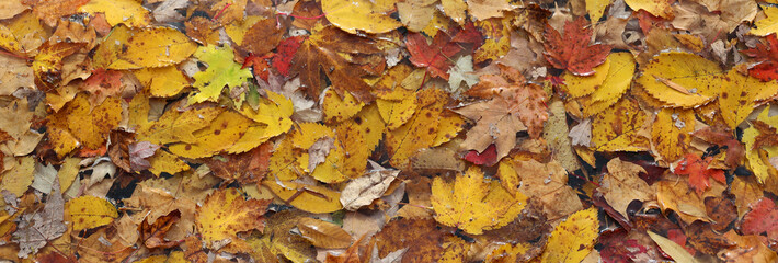Red and yellow maples leaves form a spectacular scene on the tree