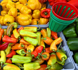 Fresh organic bell peppers capsicum on display for sale at local farmer's market departmental store.