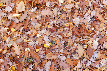 Natural light brown background and texture of fallen oak leaves.