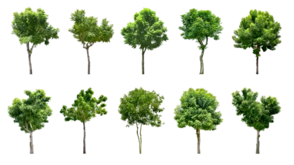 Keuken spatwand met foto Collection Trees and bonsai green leaves.  total 10 trees. (png)  © Chothip