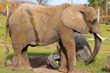 African elephant is elephant of the genus Loxodonta. The genus consists of 2 extant species: the African bush elephant, L. africana, and the smaller African forest elephant