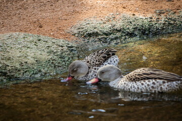 Pato tomando agua