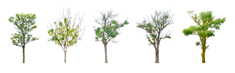 Collection Tree without leaves Black trunk and branches. (autumn). total 5 trees. (png) The Ratchaphruek tree is blooming bright yellow.