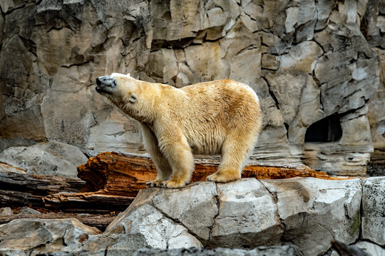 Eisb&auml;r im Zoo