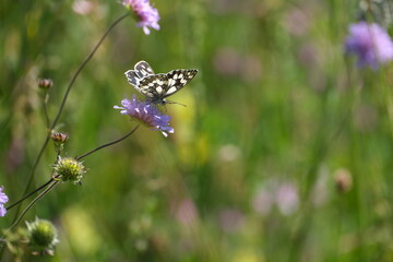Marbled white butterfly on a field scabious purple wildflower