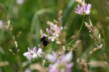 Bumblebee on a blooming flower