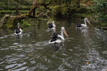 Pelicans swimming away on the surface of the water.