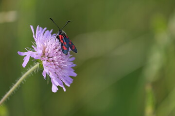 Six spot burnet moth on a purple wildflower close up