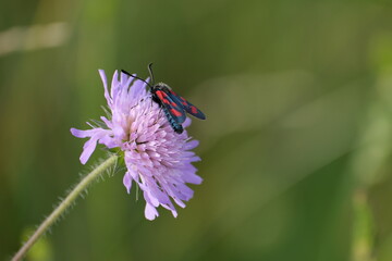 The six spot burnet moth in nature on a field scabious flower