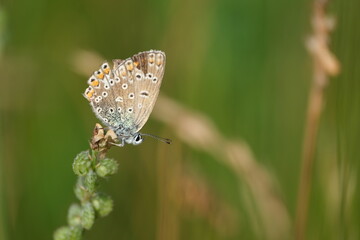 Brown argus butterfly with damaged wings