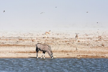 Tierherde am Wasserloch Ozonjutji m`Bari im Westen des Etoscha Nationalparks in Namibia. 