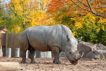 In fall the white rhinoceros or square-lipped rhinoceros is the largest extant species of rhinoceros.  It has a wide mouth used for grazing and is the most social of all rhino species © Daniel Meunier