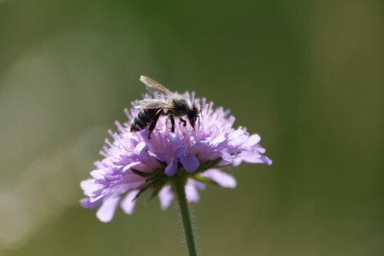 Macro close up of a bee on a blooming flower