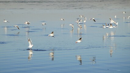 Seagulls spending time by the calm sea on a beautiful autumn morning.