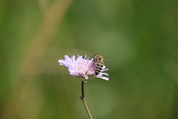 A bee on a purple wild flower outdoors