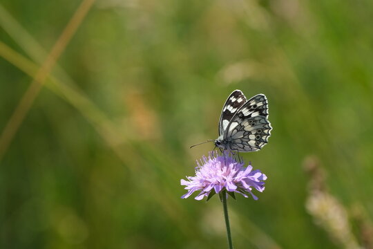 Close up of a black and white butterfly with closed wings resting on a purple flower in nature