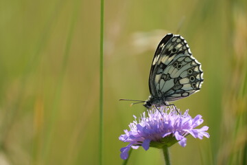 Marbled white butterfly close up on a purple wildflower