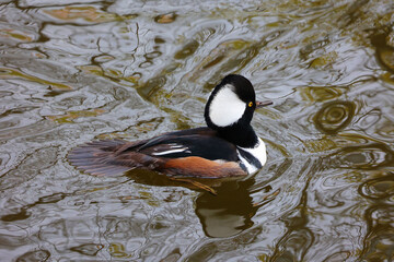 The bufflehead (Bucephala albeola) is a small sea duck of the genus Bucephala, the goldeneyes 