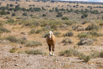 Beautiful Wild Horse in the Utah Desert in Summer