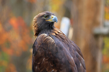 The golden eagle (Aquila chrysaetos) is one of the best-known birds of prey in the Northern Hemisphere. It is the most widely distributed species of eagle