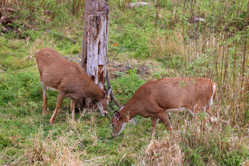 In fall red deer (Cervus elaphus) is one of the largest deer species. Depending on taxonomy, the...