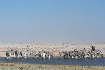 Tierherde am Wasserloch Ozonjutji m`Bari im Westen des Etoscha Nationalparks in Namibia. 