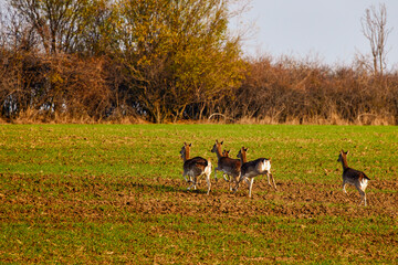 Group of roe deer in nature during autumn