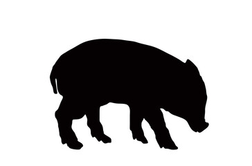 Baby pig vector silhouette illustration isolated on white background. Pork meat. Butcher shop wallpaper poster. Farm animal symbol. Domestic swine. Breeding boar. Organic food. Little piglet symbol.