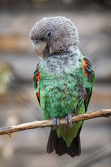Captive gray-backed parrot sitting on a branch. © lapis2380