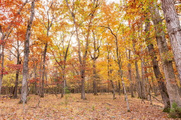 Overcast view of the fall color of a hiking trail in Lake of the Ozarks state Park